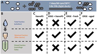 PAH Sorption to Nanoplastics and the Trojan Horse Effect as Drivers of Mitochondrial Toxicity and PAH Localization in Zebrafish